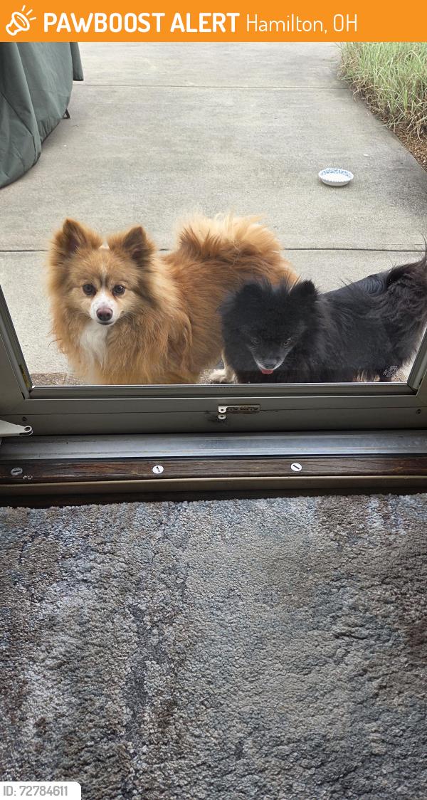 Found/Stray Unknown Dog last seen Kendrick Ct, Hamilton, OH 45011