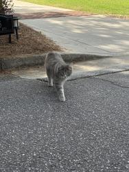 Found/Stray Unknown Cat last seen Right in front of 275 Milledge Heights, Athens, GA 30606