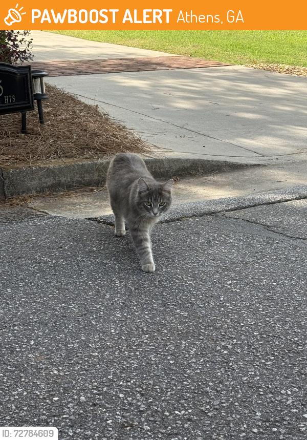 Found/Stray Unknown Cat last seen Right in front of 275 Milledge Heights, Athens, GA 30606