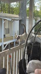 Lost Female Cat last seen Glenwood, Kannapolis, NC 28083