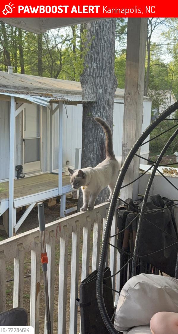 Lost Female Cat last seen Glenwood, Kannapolis, NC 28083