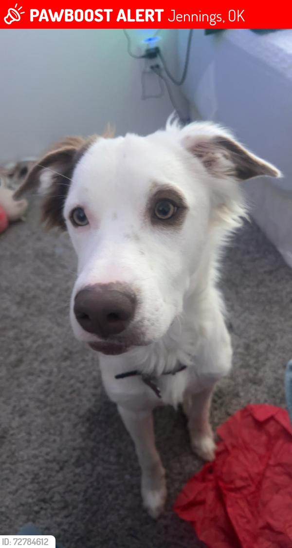 Lost Male Dog last seen Near Rd, Jennings ok , Jennings, OK 74038