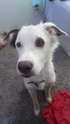 Lost Male Dog last seen Near Rd, Jennings ok , Jennings, OK 74038