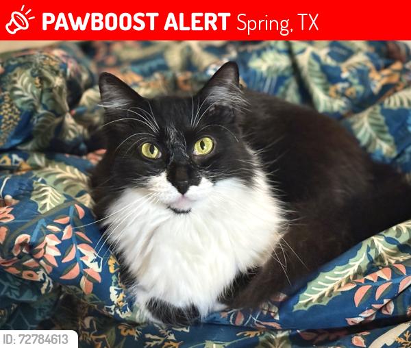 Lost Female Cat last seen Eden Meadows Dr in Birch Ridge Subdivision in Spring Trails., Spring, TX 77386