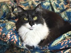 Lost Female Cat last seen Eden Meadows Dr in Birch Ridge Subdivision in Spring Trails., Spring, TX 77386