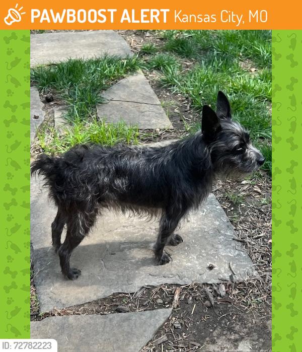 Found/Stray Female Dog last seen Near Holmes Rd Kansas City, MO 64145, Kansas City, MO 64145