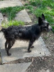 Found/Stray Female Dog last seen Near Holmes Rd Kansas City, MO 64145, Kansas City, MO 64145