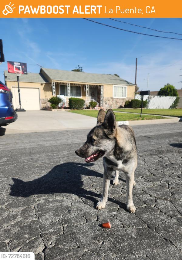 Found/Stray Female Dog last seen San Angelo Park, La Puente, CA 91744