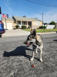 Found/Stray Female Dog last seen San Angelo Park, La Puente, CA 91744