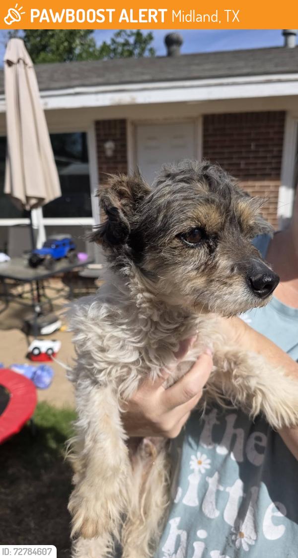 Found/Stray Male Dog last seen midkiff south of cuthbert, Midland, TX 79707