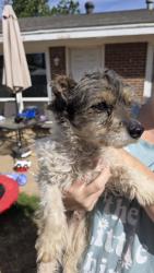 Found/Stray Male Dog last seen midkiff south of cuthbert, Midland, TX 79707