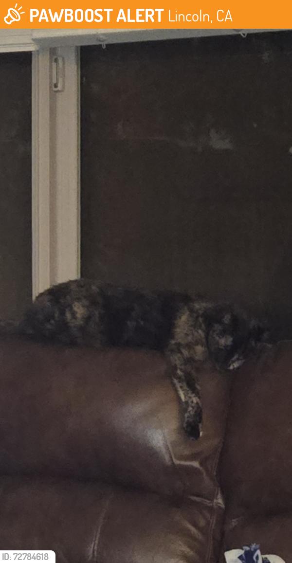 Found/Stray Female Cat last seen Off of Sun City Blvd, Lincoln, CA 95648