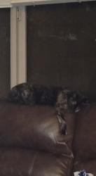 Found/Stray Female Cat last seen Off of Sun City Blvd, Lincoln, CA 95648