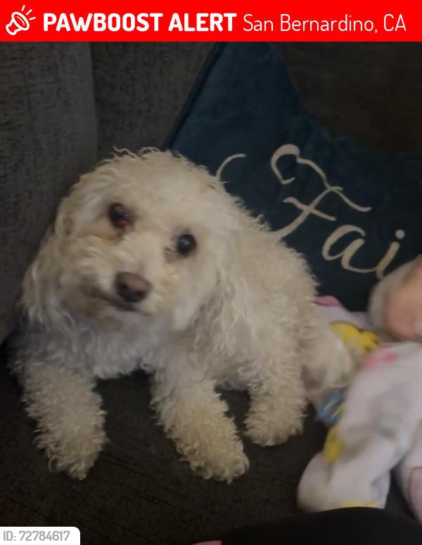 Lost Female Dog last seen Tesla charging station inland center mall San Bernardino , San Bernardino, CA 92324