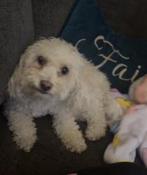 Lost Female Dog last seen Tesla charging station inland center mall San Bernardino , San Bernardino, CA 92324
