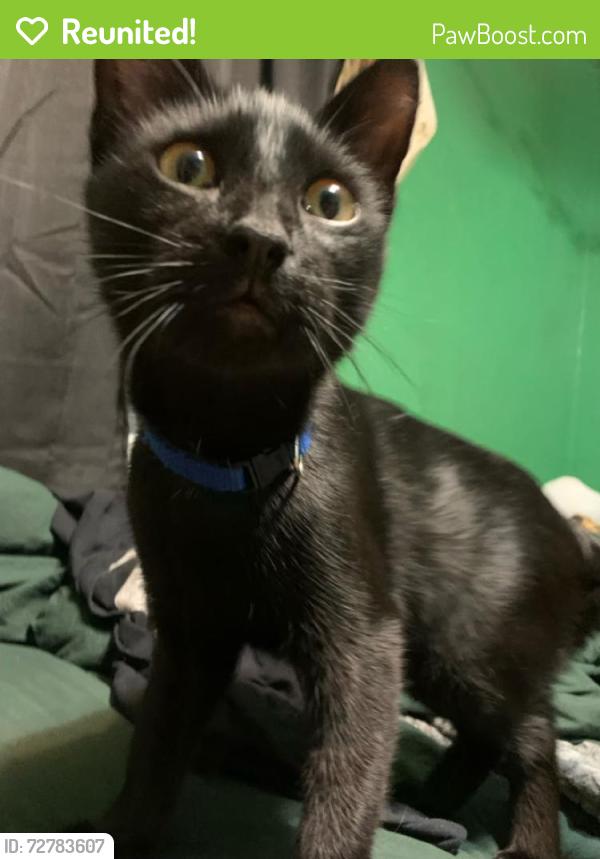 Reunited Male Cat last seen Ardelia Avenue, St. Louis, MO 63114