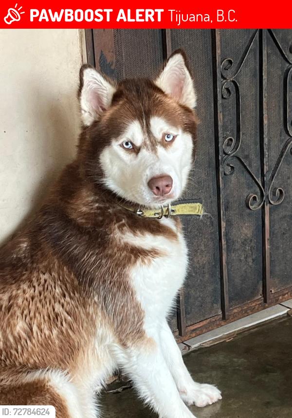 Lost Female Dog last seen Se escapó colonia cacho y corrido en dirección de la colonia gabilondo hasta llegas al blvd aguacaliente, Tijuana, B.C. 92154