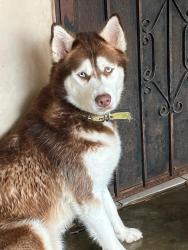 Lost Female Dog last seen Se escapó colonia cacho y corrido en dirección de la colonia gabilondo hasta llegas al blvd aguacaliente, Tijuana, B.C. 92154