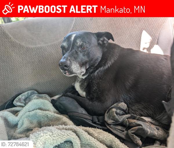 Lost Male Dog last seen Reno street LeHillier twp , Mankato, MN 56001
