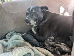 Lost Male Dog last seen Reno street LeHillier twp , Mankato, MN 56001
