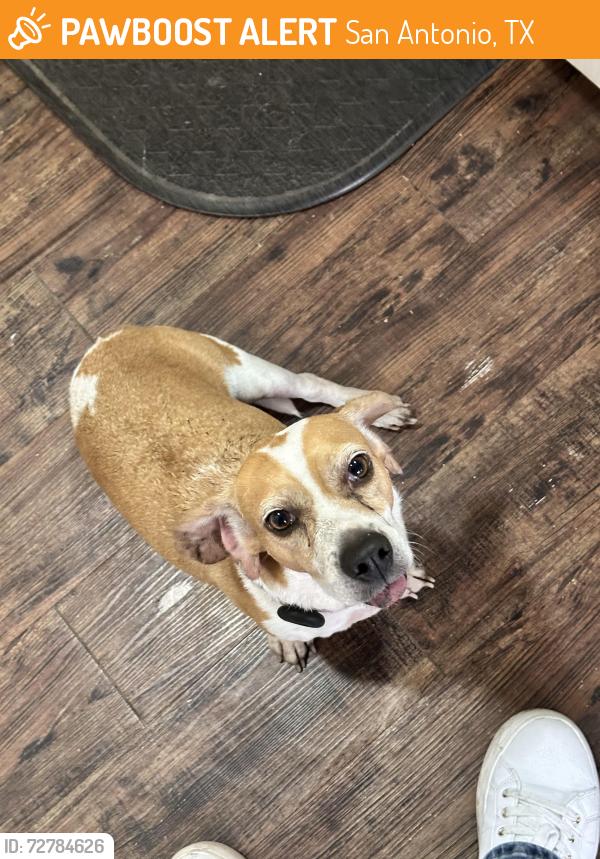 Found/Stray Female Dog last seen Nearest cross Latigo Dr and Remuda Dr, San Antonio, TX 78227