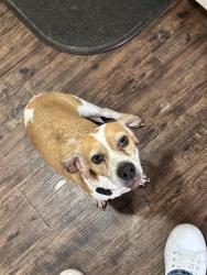 Found/Stray Female Dog last seen Nearest cross Latigo Dr and Remuda Dr, San Antonio, TX 78227