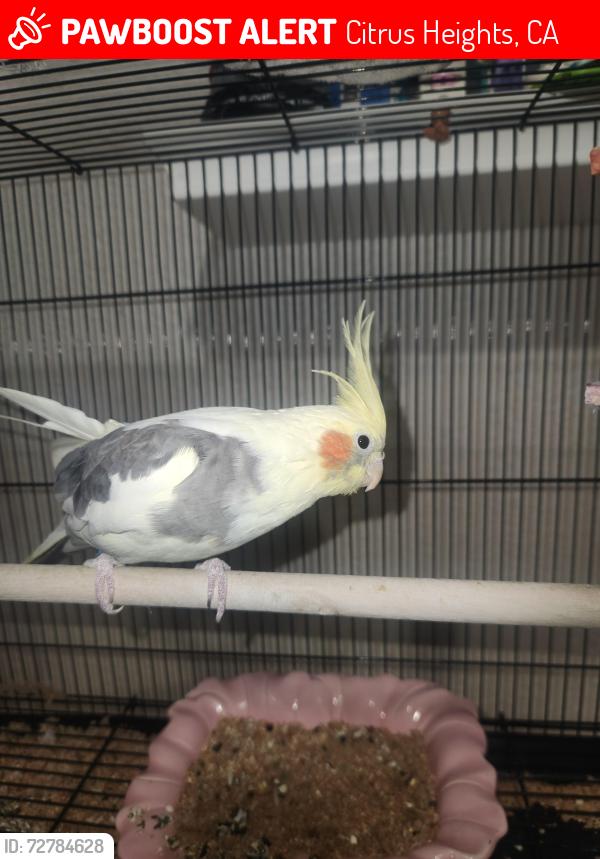 Lost Unknown Bird last seen San juan high school, Citrus Heights, CA 95610
