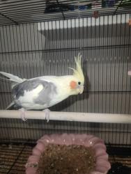 Lost Unknown Bird last seen San juan high school, Citrus Heights, CA 95610
