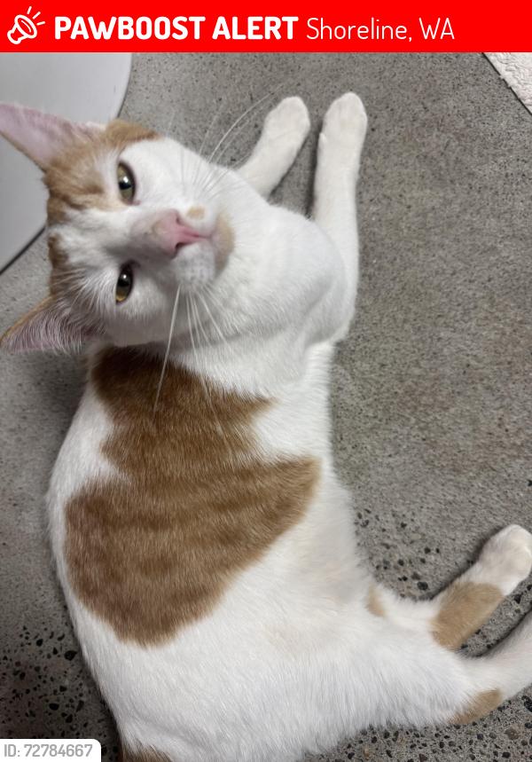 Lost Male Cat last seen 155th and 4th Ave , Shoreline, WA 98155