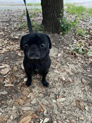 Found/Stray Male Dog last seen Sienna Park Neighborhood , San Antonio, TX 78245
