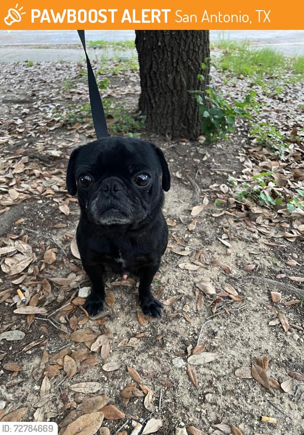 Found/Stray Male Dog last seen Sienna Park Neighborhood , San Antonio, TX 78245