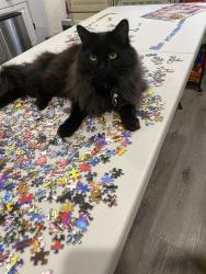 Lost Female Cat last seen Sunrise blvd and willet ct, Prescott, AZ 86301