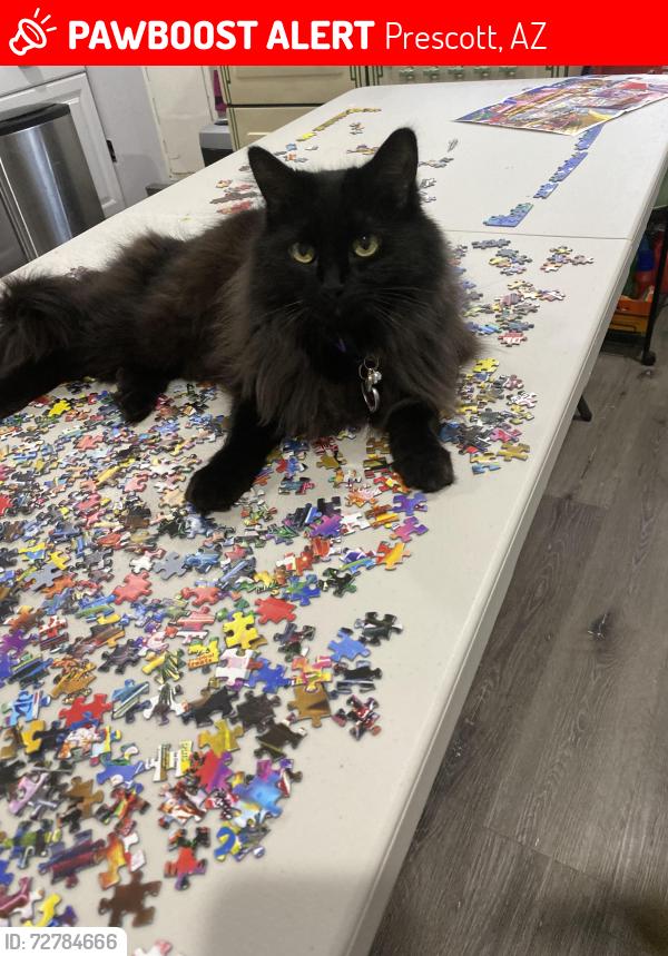 Lost Female Cat last seen Sunrise blvd and willet ct, Prescott, AZ 86301
