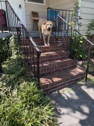 Found/Stray Female Dog last seen Waugh St, Dalton, Ga, Dalton, GA 30719