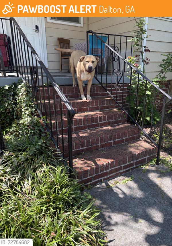 Found/Stray Female Dog last seen Waugh St, Dalton, Ga, Dalton, GA 30719