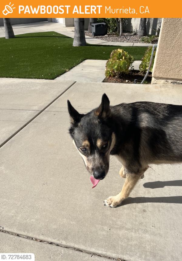 Found/Stray Female Dog last seen Nutmeg, Murrieta, CA 92562