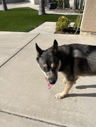 Found/Stray Female Dog last seen Nutmeg, Murrieta, CA 92562