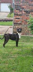 Found/Stray Male Dog last seen Nocona and Caplin, Arlington, TX 76018