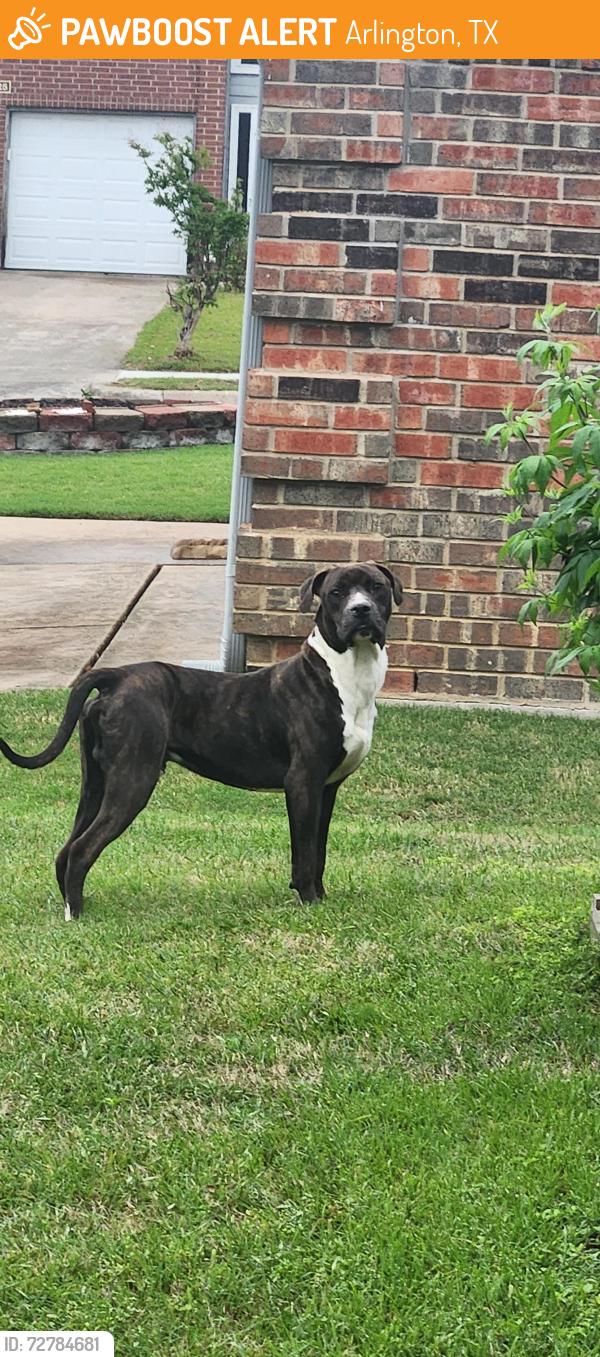 Found/Stray Male Dog last seen Nocona and Caplin, Arlington, TX 76018