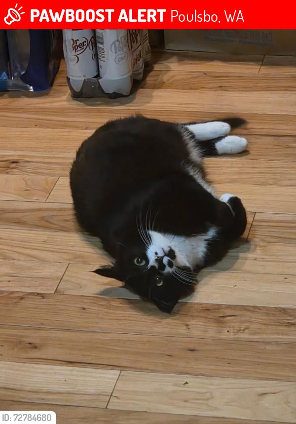 Lost Female Cat last seen Clear Creek Road, Poulsbo, WA 98370