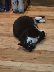 Lost Female Cat last seen Clear Creek Road, Poulsbo, WA 98370