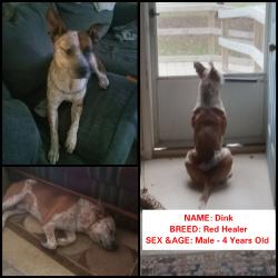 Lost Male Dog last seen Idk, Lexington, SC 29072