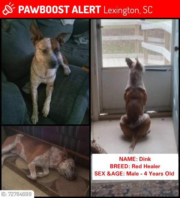 Lost Male Dog last seen Idk, Lexington, SC 29072
