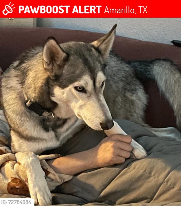 Lost Female Dog last seen South lipscomb , Amarillo, TX 79110