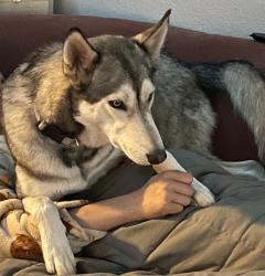 Lost Female Dog last seen South lipscomb , Amarillo, TX 79110