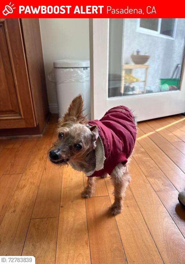 Lost Male Dog last seen Woodlyn Rd and Tierra Alta Dr., Pasadena, CA 91104
