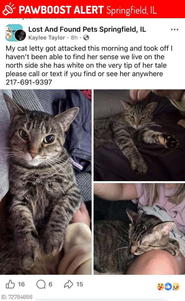 Lost Female Cat last seen North grand , Springfield, IL 62702