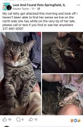 Lost Female Cat last seen North grand , Springfield, IL 62702
