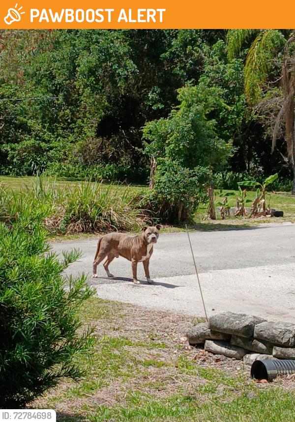 Found/Stray Male Dog last seen 12:30 pm on Ibis Ct heading toward Ward Parkway, Melbourne Village, FL 32904