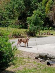 Found/Stray Male Dog last seen 12:30 pm on Ibis Ct heading toward Ward Parkway, Melbourne Village, FL 32904